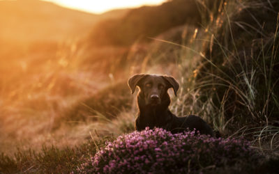 Hunde
